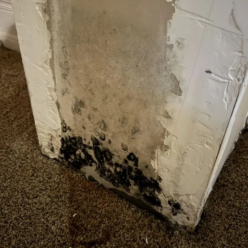 Professional Mold Removal in Harlan, IN